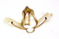Cnephasia cupressivorana