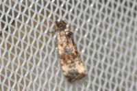Endothenia gr. gentianaeana