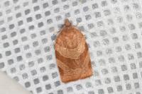 Pandemis cinnamomeana