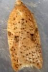 Acleris ferrugana/notana