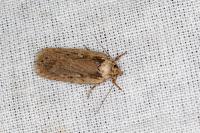 Depressaria