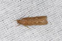 Helcystogramma triannulella