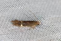 Aproaerema anthyllidella