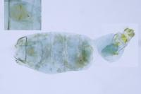 Phyllonorycter ulmifoliella