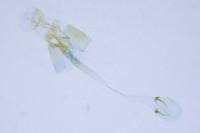 Caloptilia falconipennella