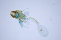 Aphelia viburnana