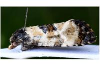 Neocochylis dubitana