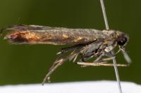 Coleophora alcyonipennella
