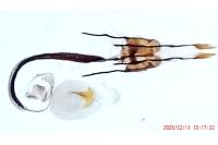 Coleophora alcyonipennella