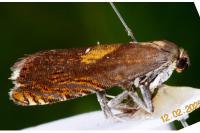 Dichrorampha vancouverana