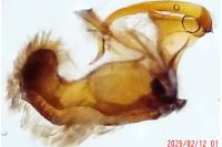 Dichrorampha vancouverana
