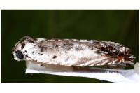 Ancylis laetana