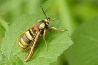 Sesia apiformis