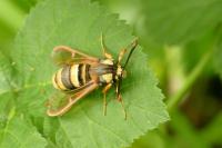Sesia apiformis