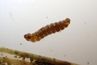 Ocnerostoma friesei