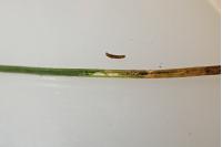 Ocnerostoma friesei