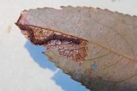 Gypsonoma dealbana