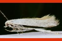 Coleophora anatipennella