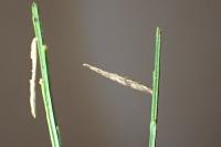 Coleophora calycotomella