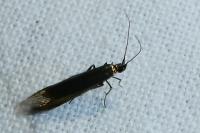 Coleophora alcyonipennella