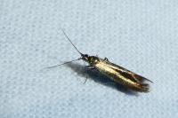 Coleophora alcyonipennella