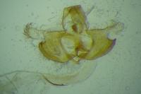 Coleophora alcyonipennella