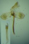 Monopis obviella