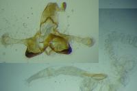 Coleophora oriolella