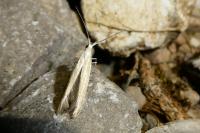 Coleophora oriolella