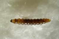 Ocnerostoma friesei