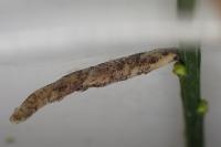 Coleophora calycotomella
