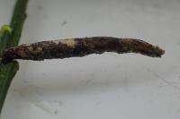 Coleophora calycotomella