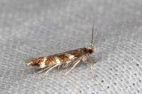 Oxypteryx wilkella