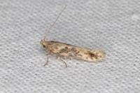 Scrobipalpa ocellatella