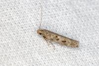 Scrobipalpa
