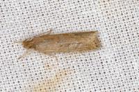 Helcystogramma triannulella