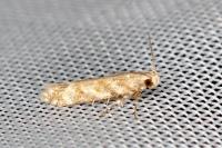 Scrobipalpa