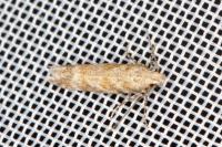 Scrobipalpa