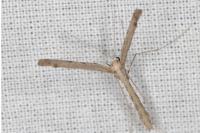 Agdistis tamaricis