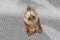 Acleris variegana