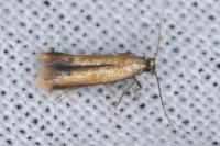 Coptotriche marginea