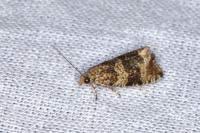 Celypha lacunana