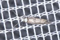 Paraswammerdamia albicapitella