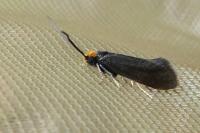 Incurvaria koerneriella