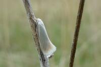 Elachista argentella