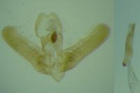 Elachista argentella