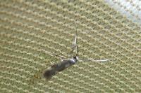 Euspilapteryx auroguttella