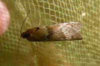 Tortricodes alternella