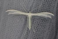 Pterophorus pentadactylus