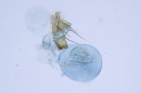 Phalonidia curvistrigana